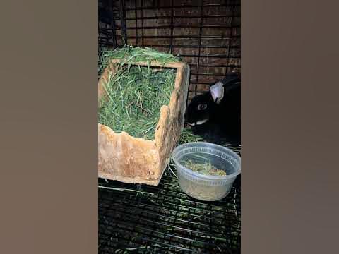How I Keep baby Rabbits Warm - YouTube