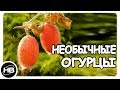 10 Редких и Необычных сортов Огурцов со Всего Мира.