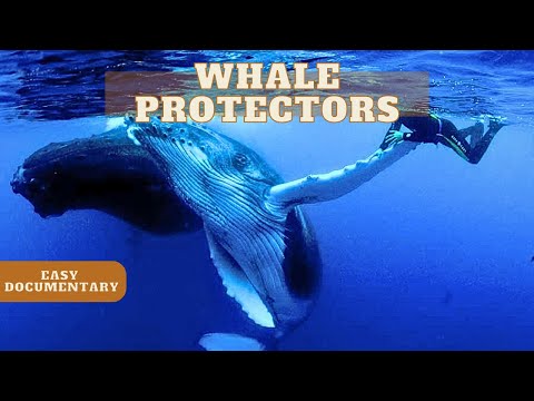 Saving the Last Humpback Whales - Full Easy Documentary