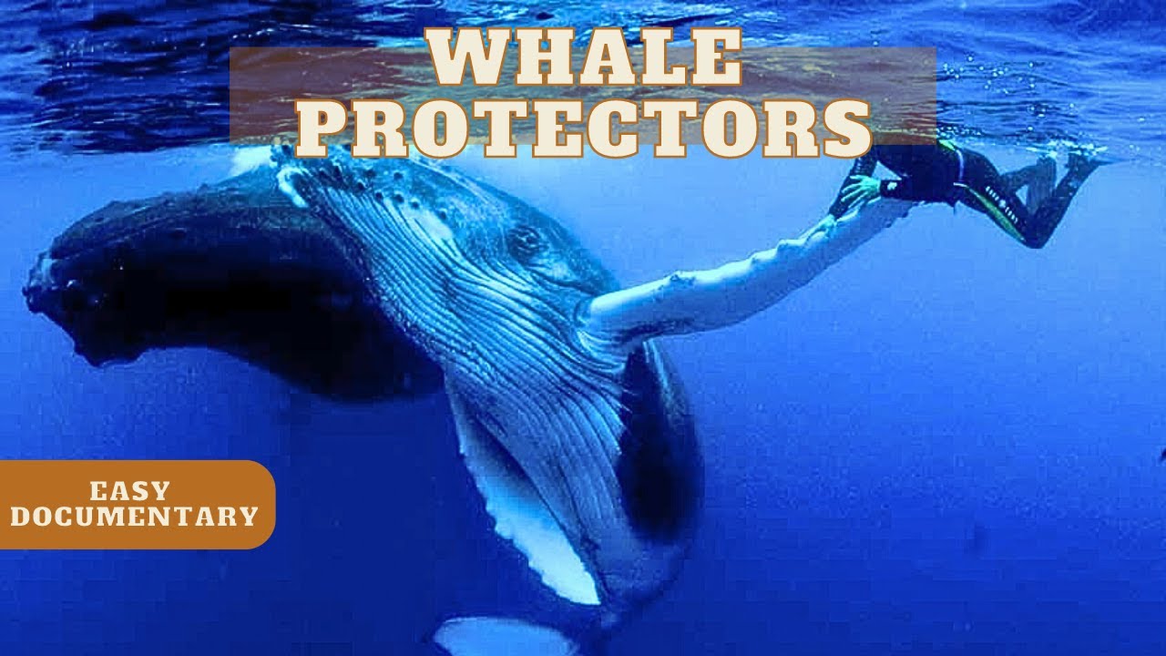 Documentary backdrop image for Whale Protectors: Confronting With Giants - Full Easy Documentary (2024)
