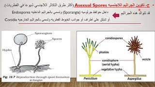 التكاثر في الفطريات(جزء اول): التكاثر الخضري- اللاجنسي  Vegetative&Asexual reproduction in fungi