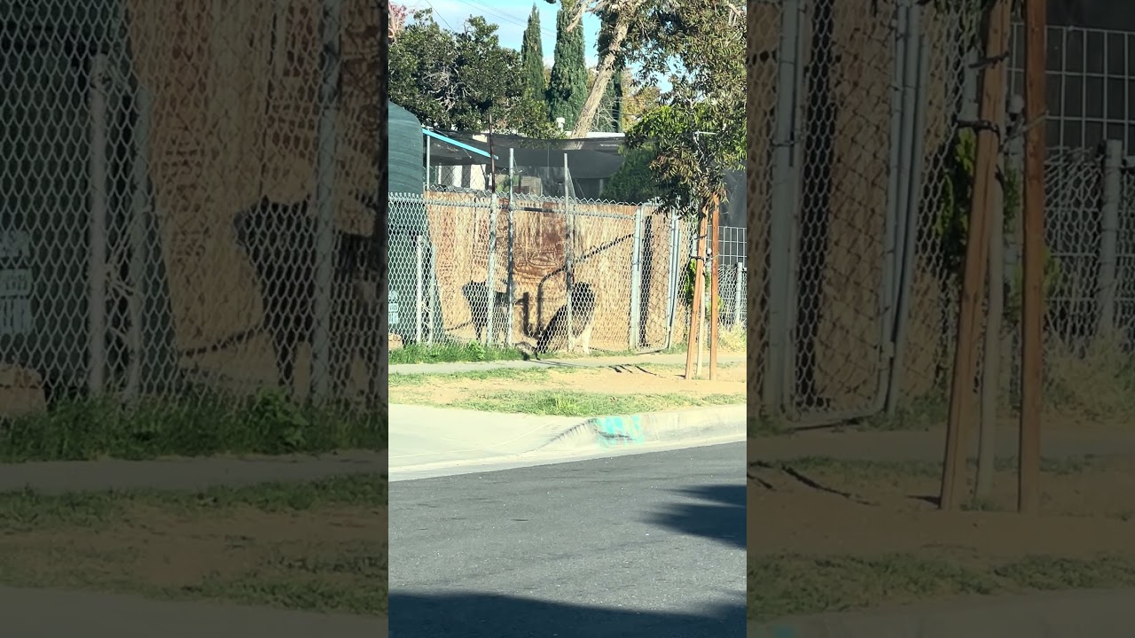 Мне интересно, почему собаки воют и смотрят вверх. Может быть, они что-то увидели?