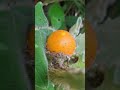 😱🫢Fruta rara del campo con beneficios ocultos #plantas #salud #campo #viralvideo #hierva