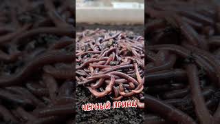 БИОГУМУС,КОКОНЫ, РЕЗУЛЬТАТ #shorts #андрей_целиноград #рыбалка #наживка