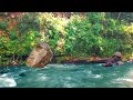 Soothing River Water Sounds 🌊 Forest Ambience for Meditation & Sleep