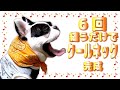 【超簡単】100均バンダナから犬服クールバンダナの作り方(DIY)