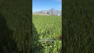 Bespoke and beautiful 🤩!🎥 @sunshineandgreen #herballey #soilhealth #sustainablefood #feedthesoil