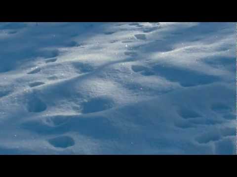 Video: Estonier Räddar Vargen Från Isen Och Trodde Att Det Var En Varg