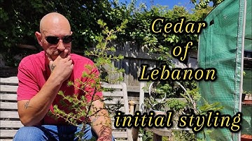 decision time for this cedar of Lebanon bonsai.     June 2025