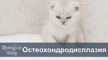 Какой хвост у шотландских котят