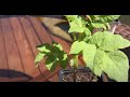 Growing potato plants using the eyes of the potato -  May 31 2021