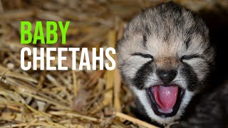 Cheetah Cubs Born at Safaripark Beekse Bergen