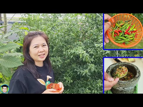 เก็บพริกมาทำน้ำจิ้มซีฟู้ด | ป๊าบาสแม่บี