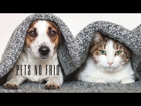 O frio chegou: saiba quais cuidados ter com seu pet nessa época do ano