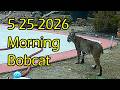 5 25 2026 Morning Bobcat 