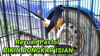 RAYUAN GANAS MURAI BATU PASTOL BIKIN BONGKAR ISIAN DIJAMIN NYAUT