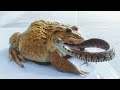 Asian Bullfrog vs Big Snake vs Scorpion - Bullfrog Eats Big Snake. What to see?