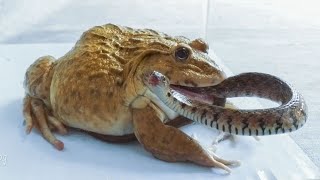 Asian Bullfrog vs Big Snake vs Scorpion - Bullfrog Eats Big Snake. What to see?