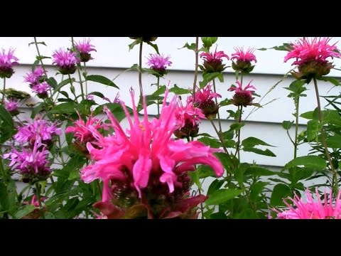 ვიდეო: რატომ არ ყვავის ფუტკრის ბალზამი - ფუტკრის ბალზამის მცენარეებზე ყვავილების არარსებობის მიზეზები