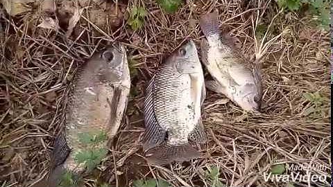 Câu cá bằng ngò rí- Minh Luận