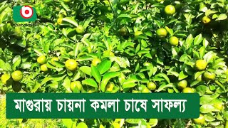 মাগুরায় চায়না কমলা চাষে সাফল্য