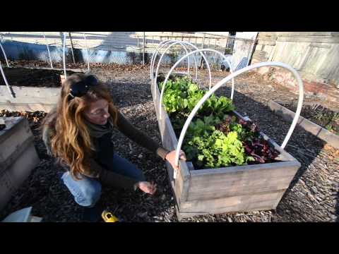 Homegrown: Winter gardening & how to build your own greenhouse