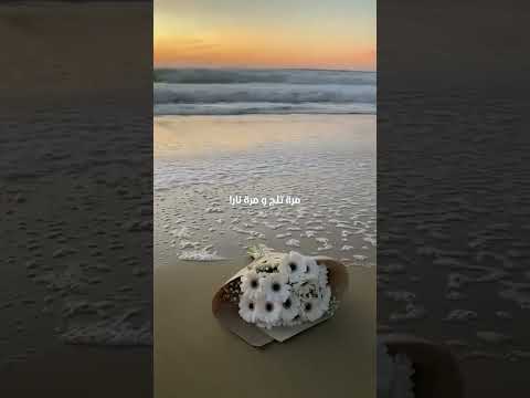 وائل كفوري مافينا نغير ولا كلمة حالات واتس اشتراك تفعيل الجرس لايك كومنت مشاركه 