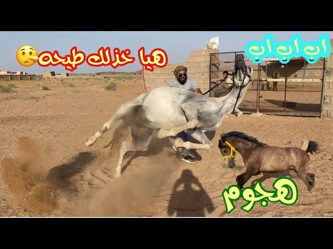 الحصان المنحوس طيحة نجم وهجوم ديناري عليه