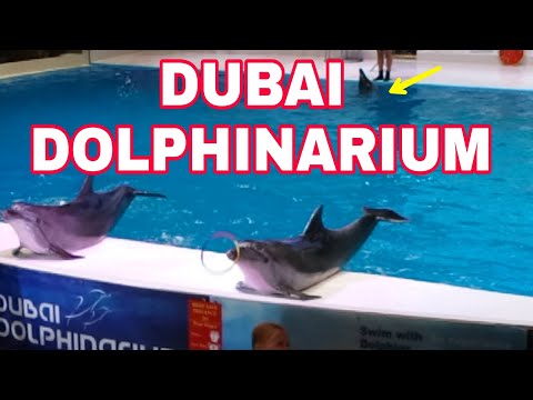 DUBAI DOLPHINARIUM INDOOR TOURIST SHOW