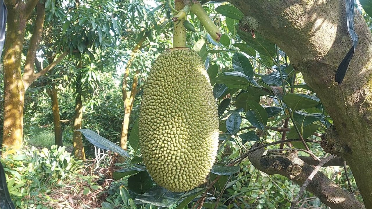 Bón phân gì nuôi trái mít | Theo từng giai đoạn phát triển của trái | Đạt mít nhất. ĐT 0837149710