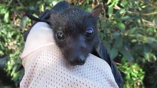 'It's Flappy Time!': Rescued Baby Bat Can't Stop Wriggling