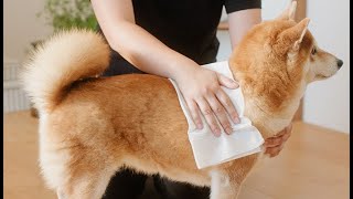 全身すっきりシート｜キミおもい｜エリエール｜大王製紙