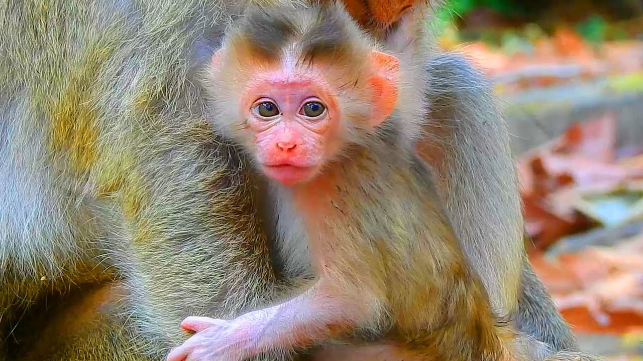 Congratulation to Brianna get birth to cute pigtail baby, Who is his biological father of newborn?