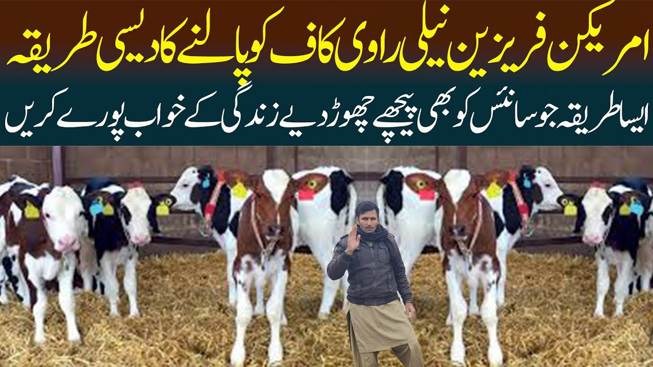 Zero Size Calf Ko Palnay Ka Desi Triqa - Little Buffalo Baby Cow  Calf Best Business In Pakistan 