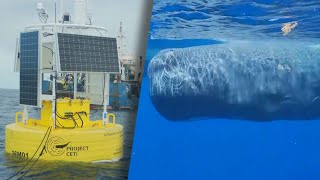 Do Sperm Whales Talk To Each Other? Scientists Say Yes