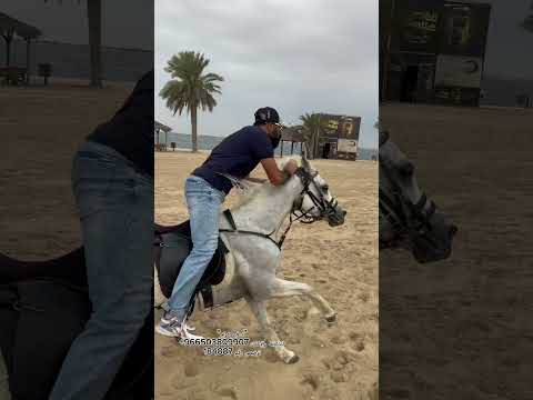 خيل وخيالة موسيقى المختار الثقفي