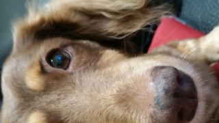 新手CSO rc 27802171