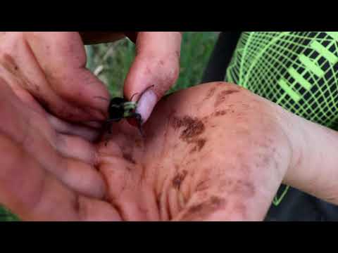 Video: Crimean ground beetle: nutrition and lifestyle