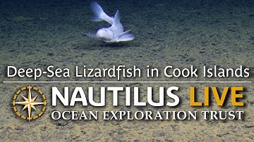 Deep-Sea Lizardfish in Cook Islands | Nautilus Live