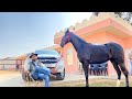 Farm Tour इंडिया के 5 सबसे महंगे घोड़े कौन से हैं 😱😱😱 Noorgarh Stud Farm Tour | Part 2