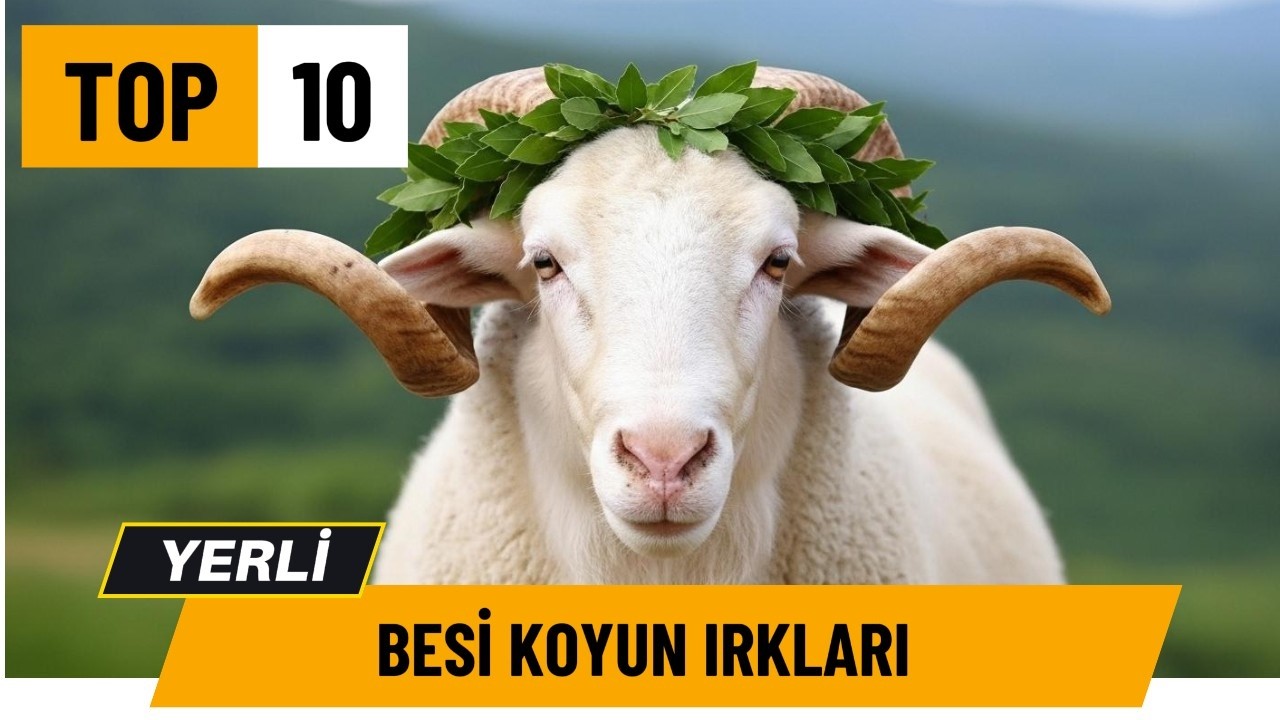 Türkiye'nin EN VERİMLİ 10 Yerli Besilik Koyun Irkı #koyun #ırk #besicilik #koyunculuk #verimlilik