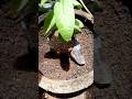 Pindah Tanam Jambu dari Polybag ke Tanah, Cara Biar Cepat Tumbuh dan Berbuah Lebat! #gardening