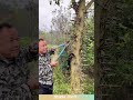This is a tree covered in sharp spines!