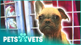 Abandoned French Bulldogs Get A New Lease On Life | Dog Rescuers | Pets & Vets