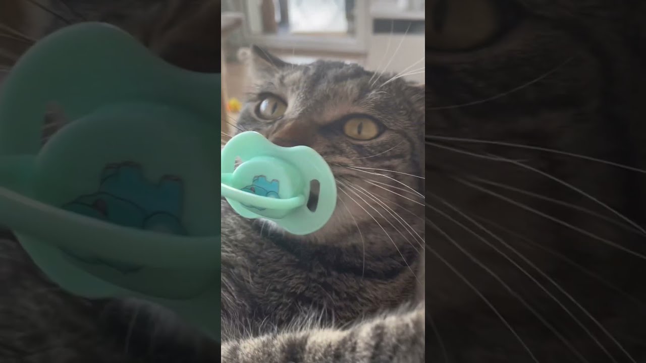 Mon Chat Decouvre Une Sucette 