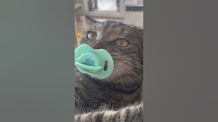 Mon chat decouvre une sucette 😂♥️