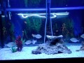 50 Gallon Piranha Aquarium