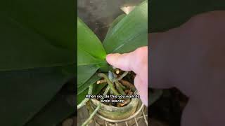 Watering orchid aerial roots