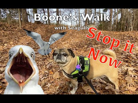 boone’s-walk-with-seagulls,-stop-it-now
