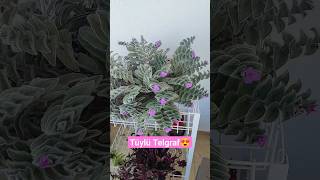 Tüylü Telgraf Ayrıntılı Bilgi Youtube Kanalımda